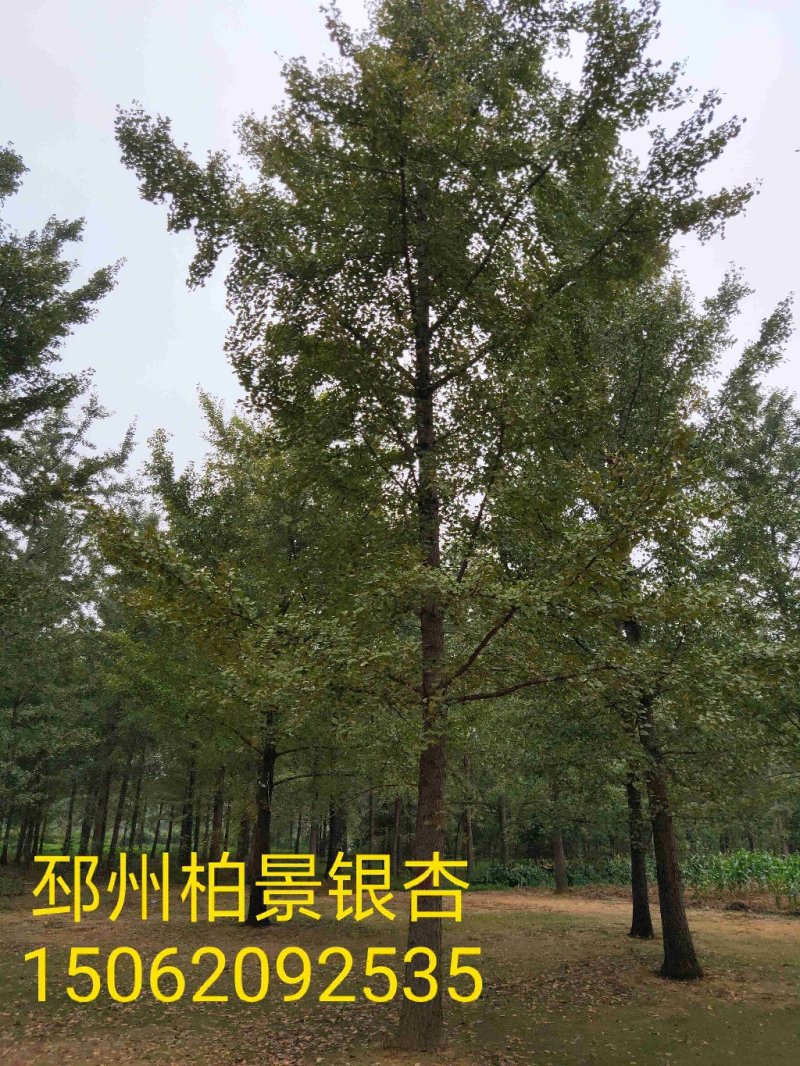 20公分银杏树