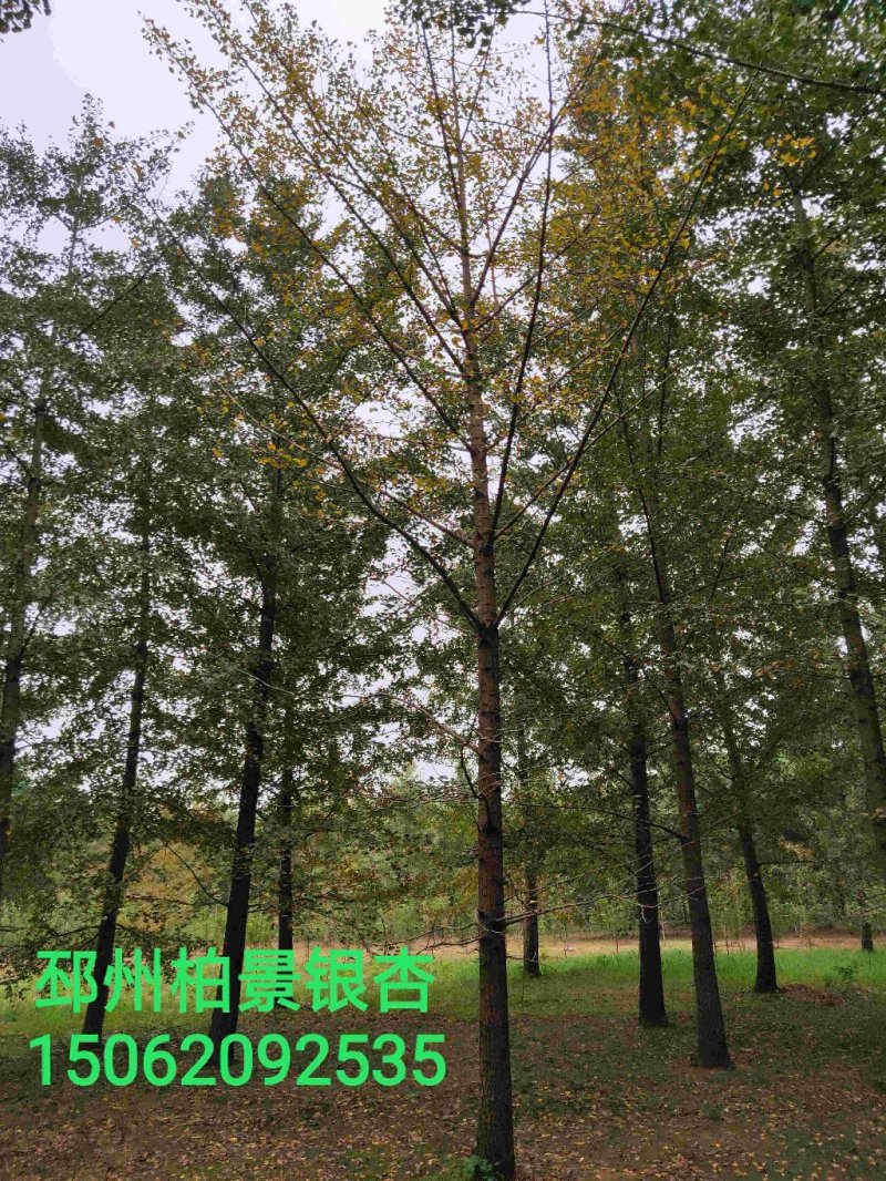 20公分银杏树