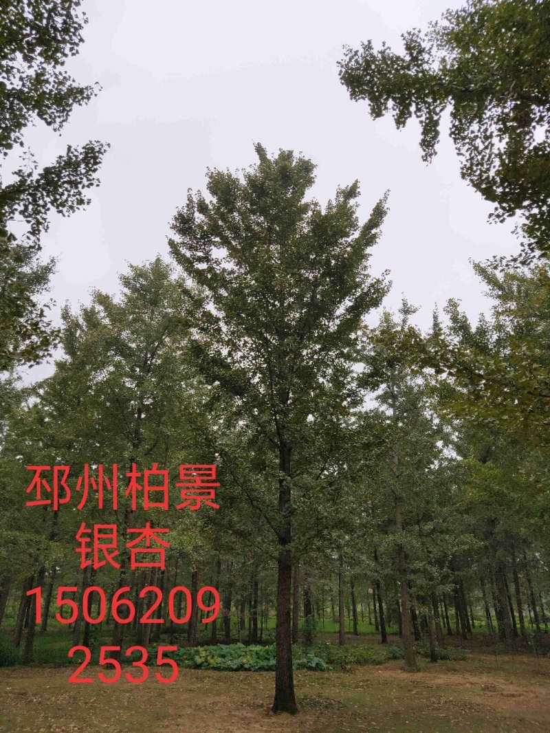 20公分银杏树