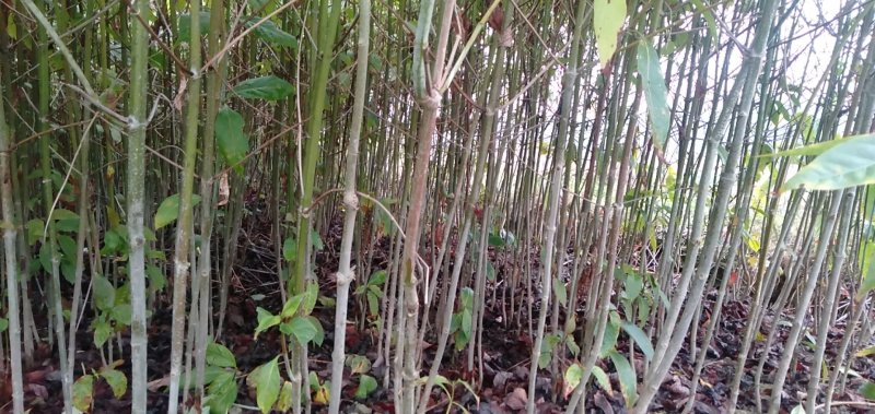 钩藤苗金钩藤双沟一手货源除中间商赚差价移栽苗