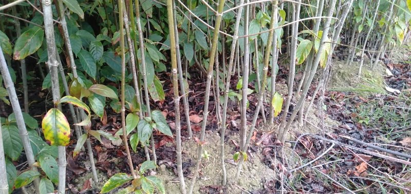 钩藤苗金钩藤双沟一手货源除中间商赚差价移栽苗