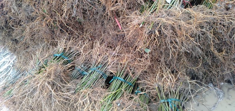 钩藤苗金钩藤双沟一手货源除中间商赚差价移栽苗
