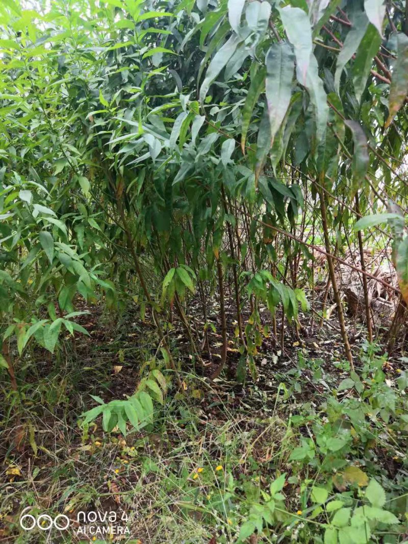 冬桃苗有杯苗和裸根苗
