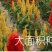 进口鸡冠花种子头状鸡冠花凤尾鸡冠花观赏花卉阳台庭院植物