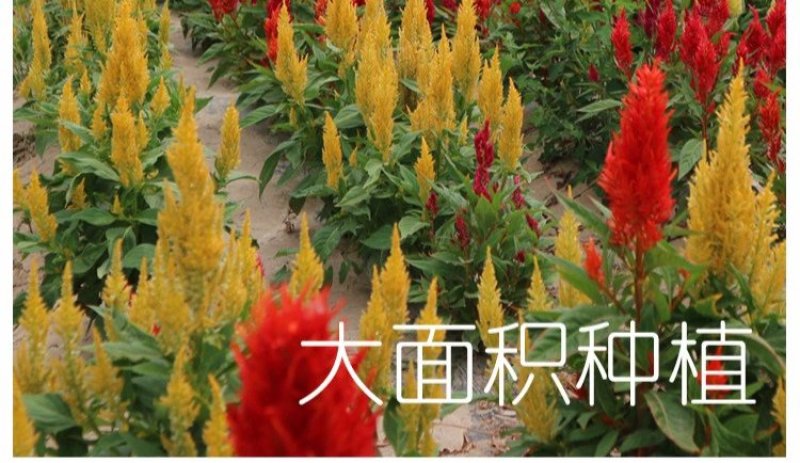 进口鸡冠花种子头状鸡冠花凤尾鸡冠花观赏花卉阳台庭院植物