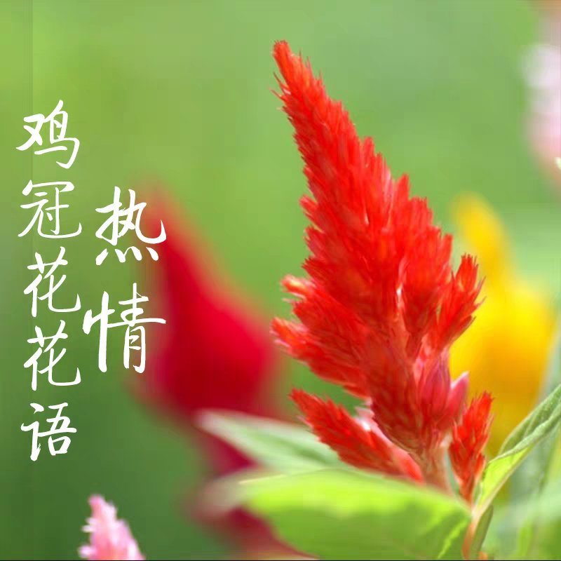 进口鸡冠花种子头状鸡冠花凤尾鸡冠花观赏花卉阳台庭院植物