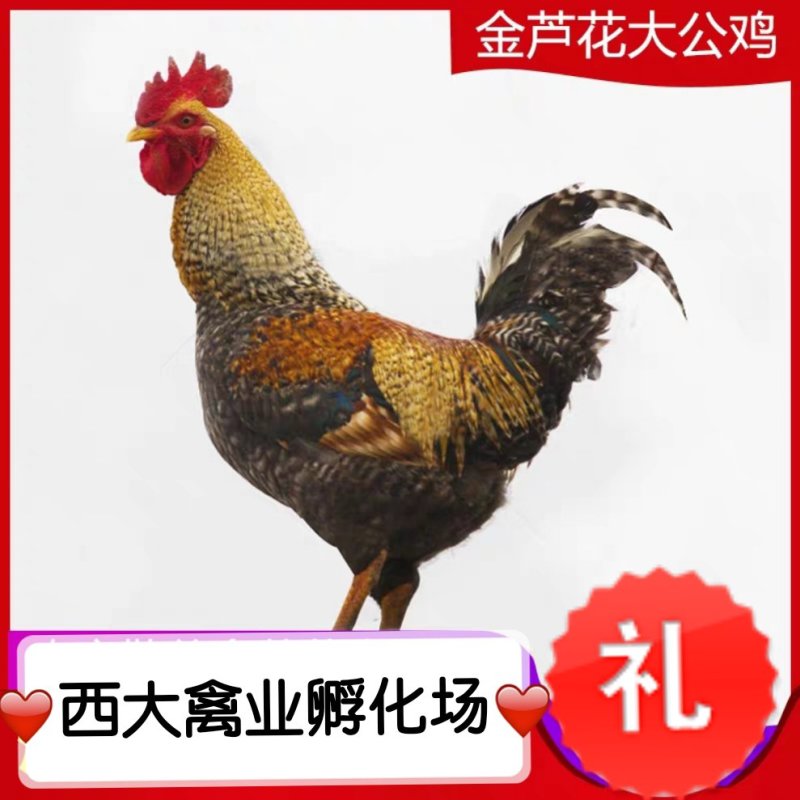 芦花鸡苗，孵化场直销，质量保证。包运输成活