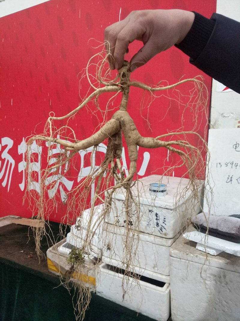 林下参山参野山参具有灵气的高大尚产品包邮
