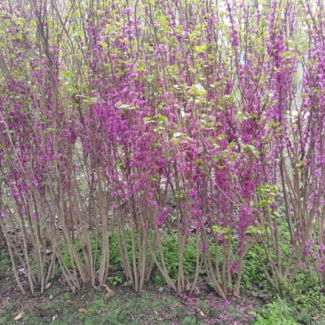 紫荆，丛生紫荆，巴杆红基地，四川紫荆价格，成都紫荆批发