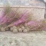 紫荆，丛生紫荆，巴杆红基地，四川紫荆价格，成都紫荆批发