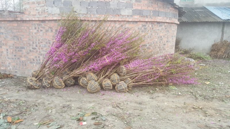 紫荆，丛生紫荆，巴杆红基地，四川紫荆价格，成都紫荆批发