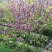 紫荆，丛生紫荆，巴杆红基地，四川紫荆价格，成都紫荆批发