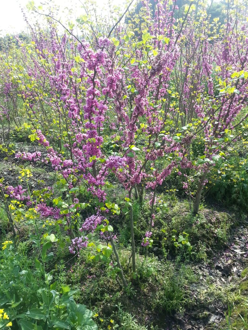 紫荆，丛生紫荆，巴杆红基地，四川紫荆价格，成都紫荆批发