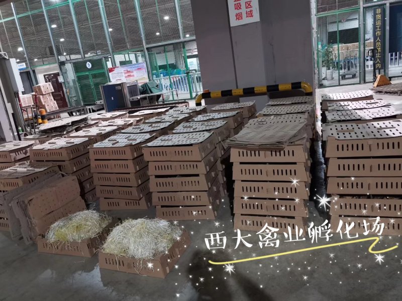 三黄鸡苗分别【中三黄、大三黄、快大黄】包打疫苗，包路损