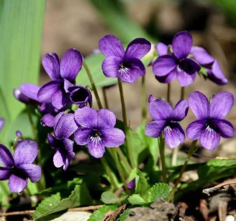 紫花地丁种子多年生耐寒花籽花四季播地被矮生花草户外耐阴