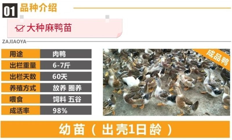 大种麻鸭苗，包疫苗运输成活