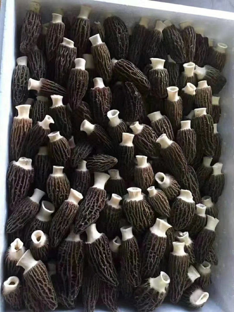 羊肚菌包装盒