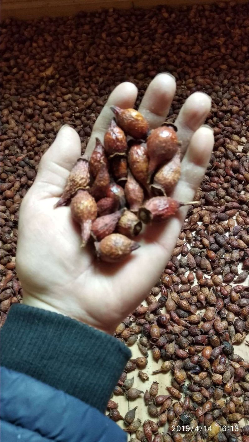 贵州无硫泡酒滋补食材野生生鲜金樱子鲜货蜂糖罐干货产地直发
