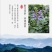 云南紫丹参干货整支丹参批发苗一斤丹参片丹参批发