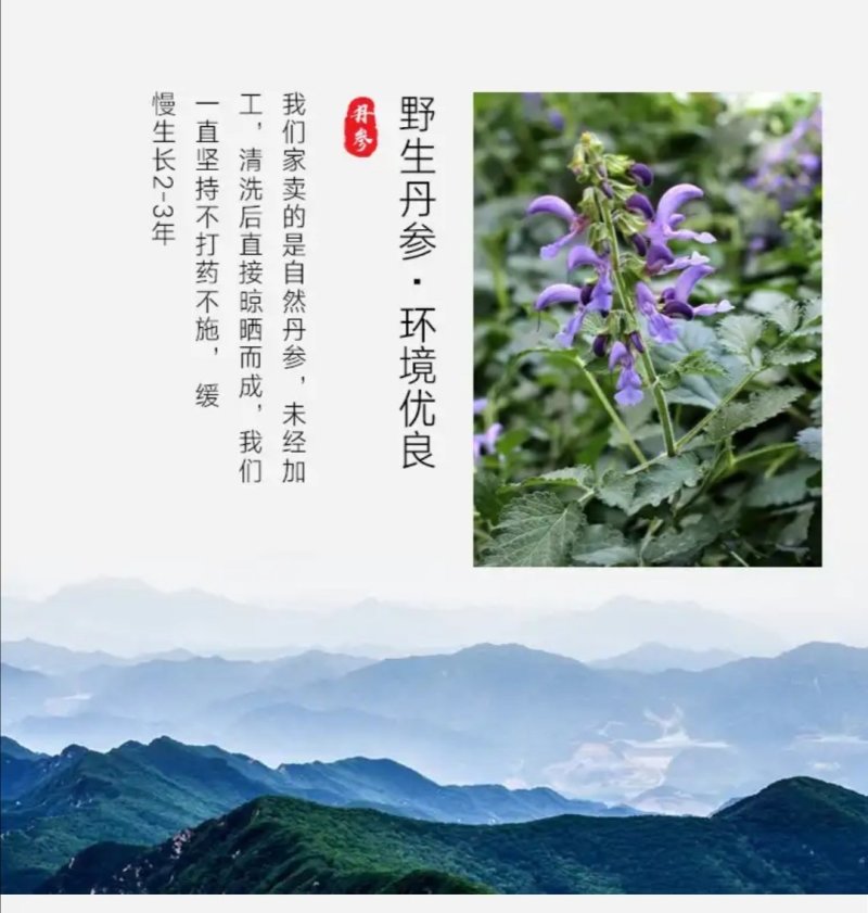 云南紫丹参干货整支丹参批发苗一斤丹参片丹参批发