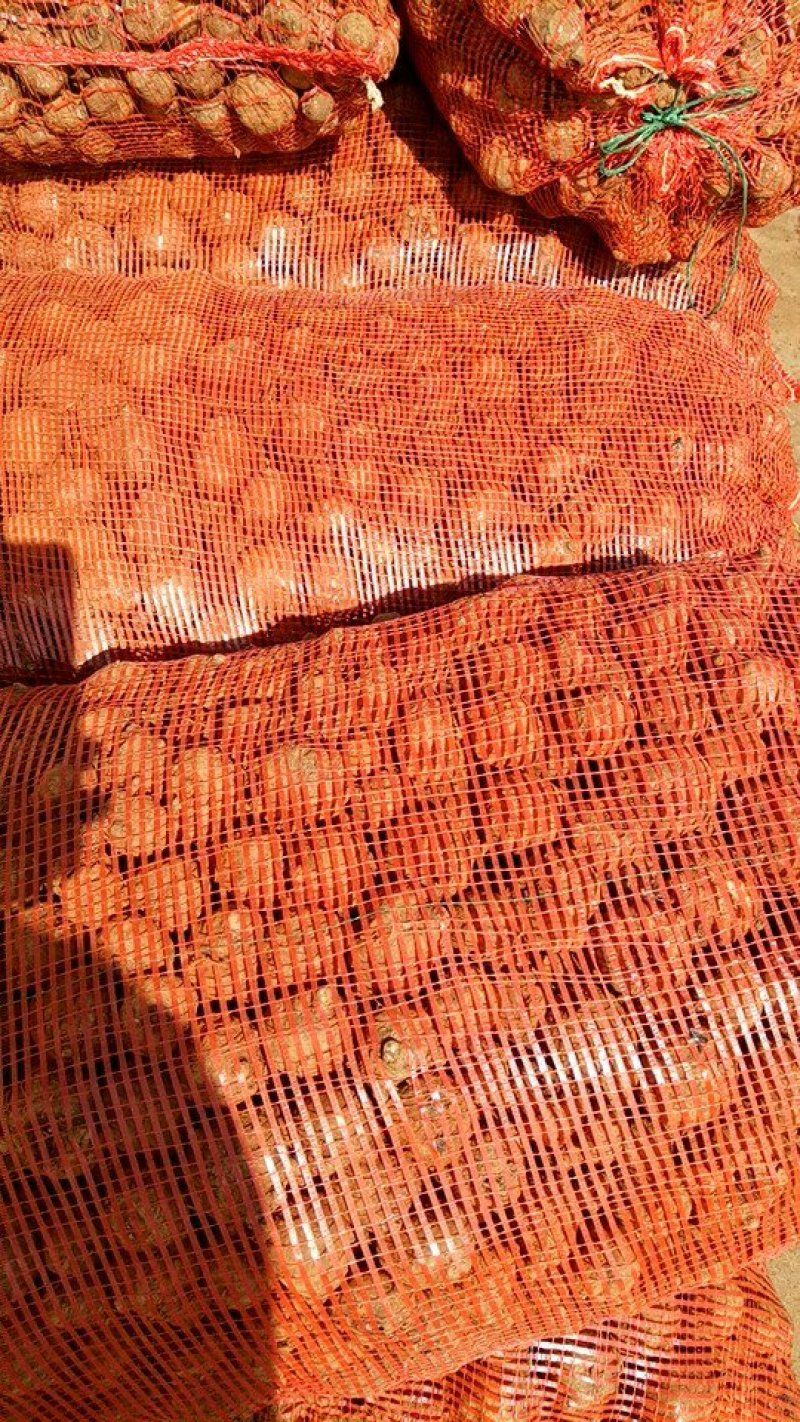 魔芋种子，产地一手价，免费技术指导欢迎咨询。