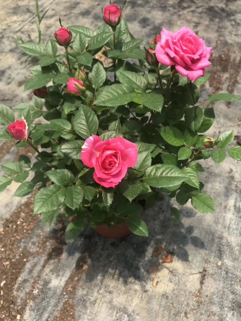 玫瑰月季盆栽苗，带花发货，颜色多价钱便宜基地直发