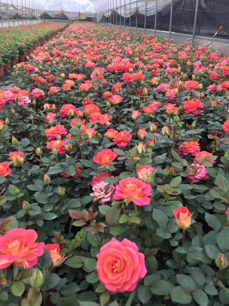 玫瑰月季盆栽苗，带花发货，颜色多价钱便宜基地直发