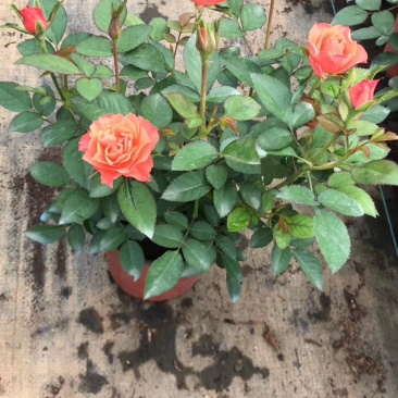 玫瑰月季盆栽苗，带花发货，颜色多价钱便宜基地直发