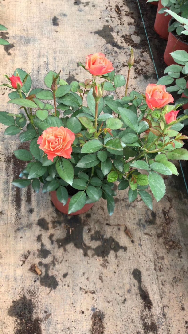 玫瑰月季盆栽苗，带花发货，颜色多价钱便宜基地直发