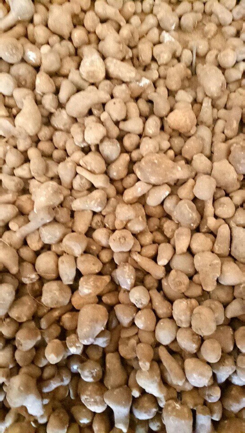 《牛商推荐》精选高产云南魔芋二代魔芋一代魔芋花魔芋白魔芋
