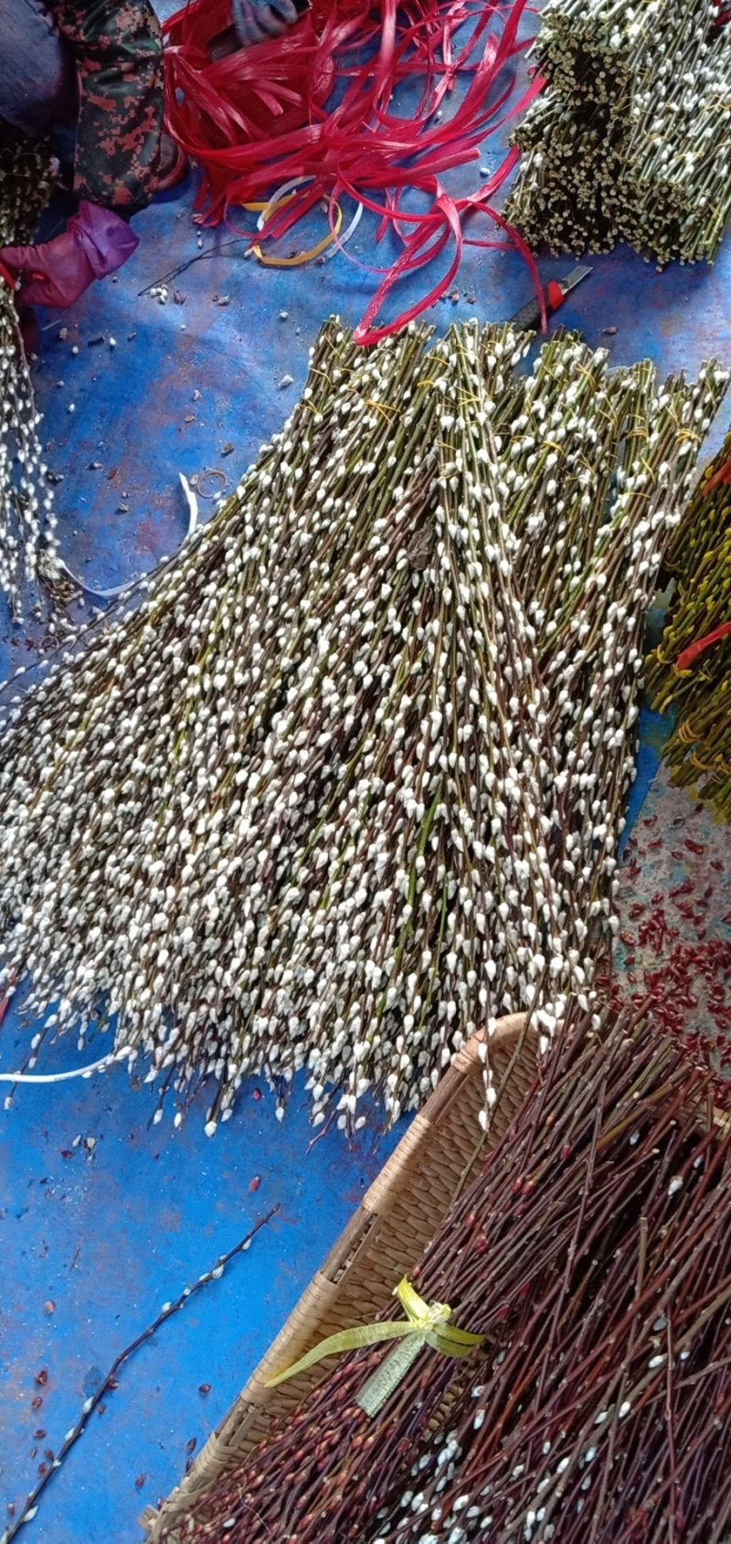银柳颜色齐全！货源充足，质量保证，现染现卖