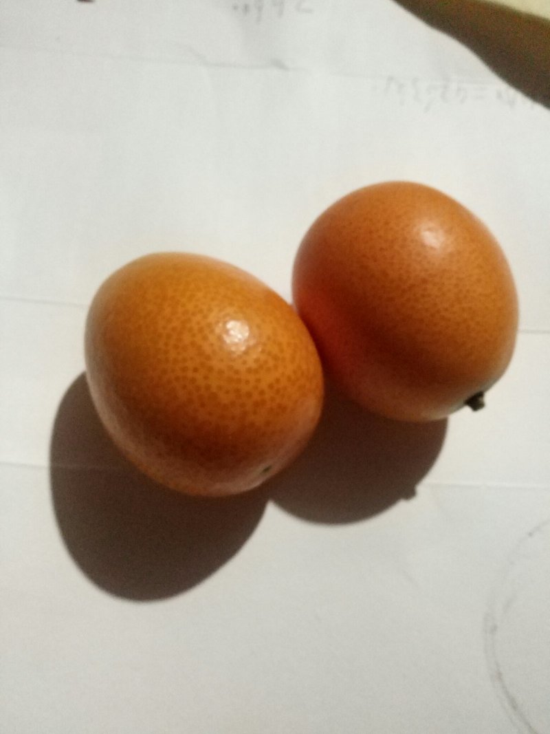 阳朔金桔之乡恒彩专业合作社