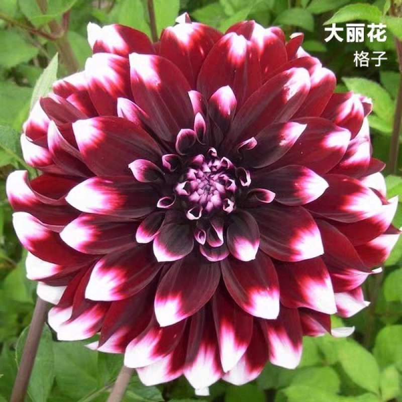 红苕花大丽花球根种球特大地瓜花巨型花种根庭院四季花卉盆栽