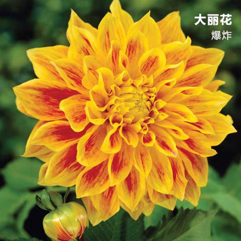 红苕花大丽花球根种球特大地瓜花巨型花种根庭院四季花卉盆栽