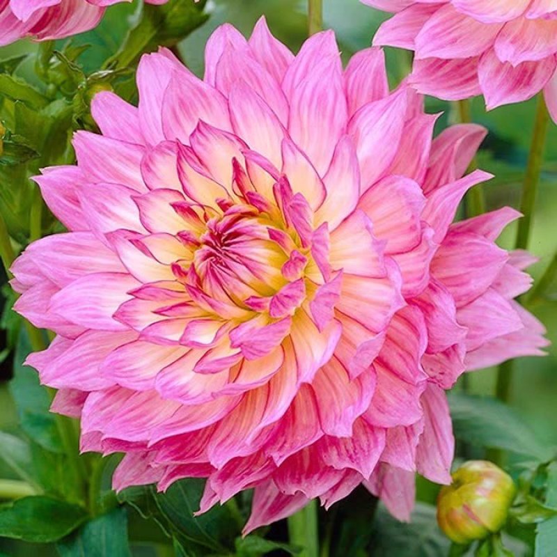 红苕花大丽花球根种球特大地瓜花巨型花种根庭院四季花卉盆栽