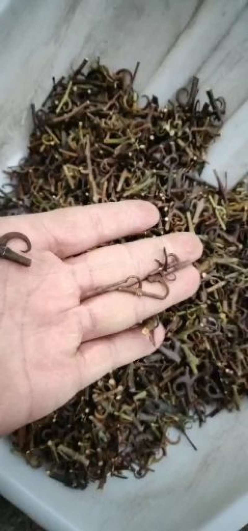 纯野生钩藤统钩，全钩等各种规格的都有欢迎老板选购