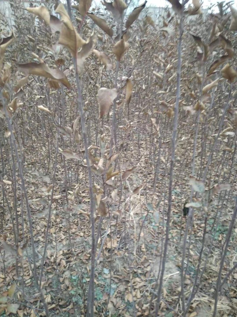 比烟富八还好的苹果～众成1号全红苹果苗，2年生挂小树帽苗