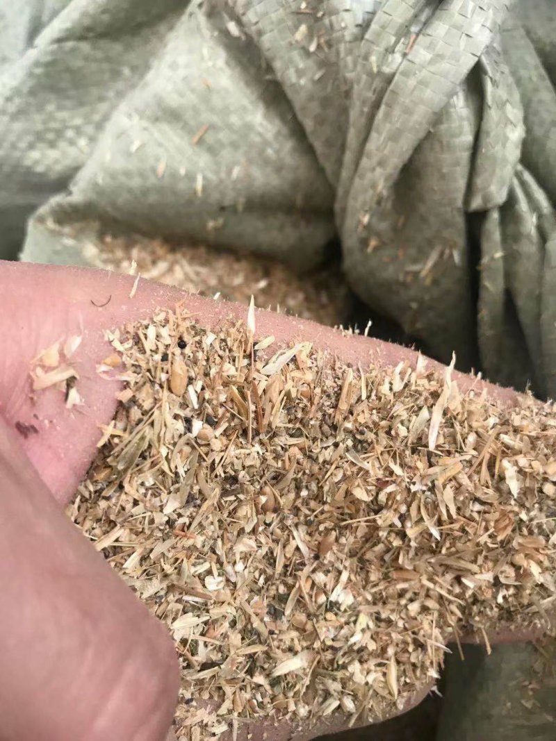 碎小麦质量保证一手货源免费拿样无土