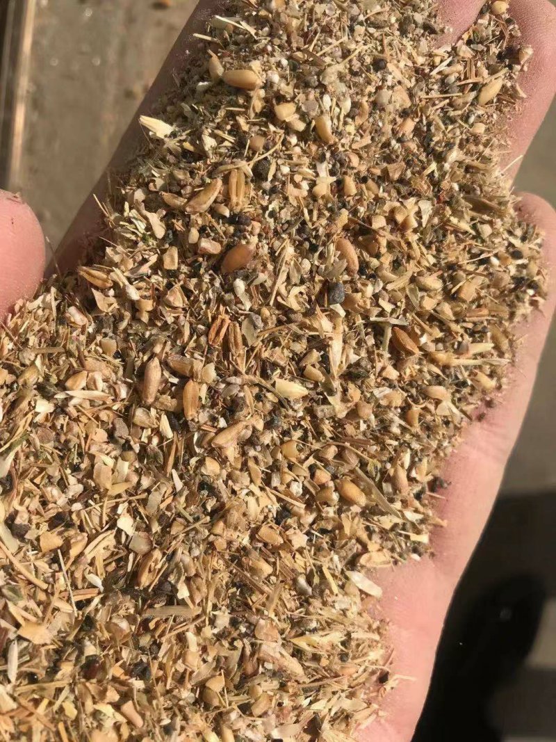 碎小麦质量保证一手货源免费拿样无土