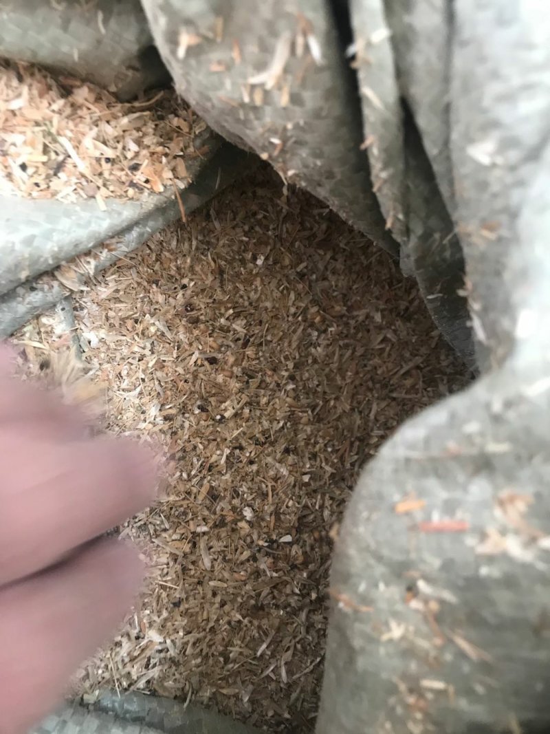 碎小麦质量保证一手货源免费拿样无土