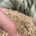碎小麦质量保证一手货源免费拿样无土