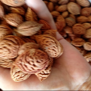 毛桃核毛桃种子大量供应春季是沙藏好毛桃核及毛桃芽