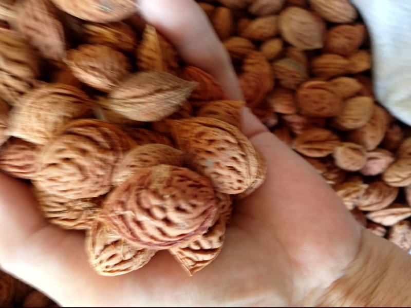 毛桃核毛桃种子大量供应春季是沙藏好毛桃核及毛桃芽