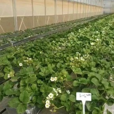 香野脱毒草莓苗脱毒种苗