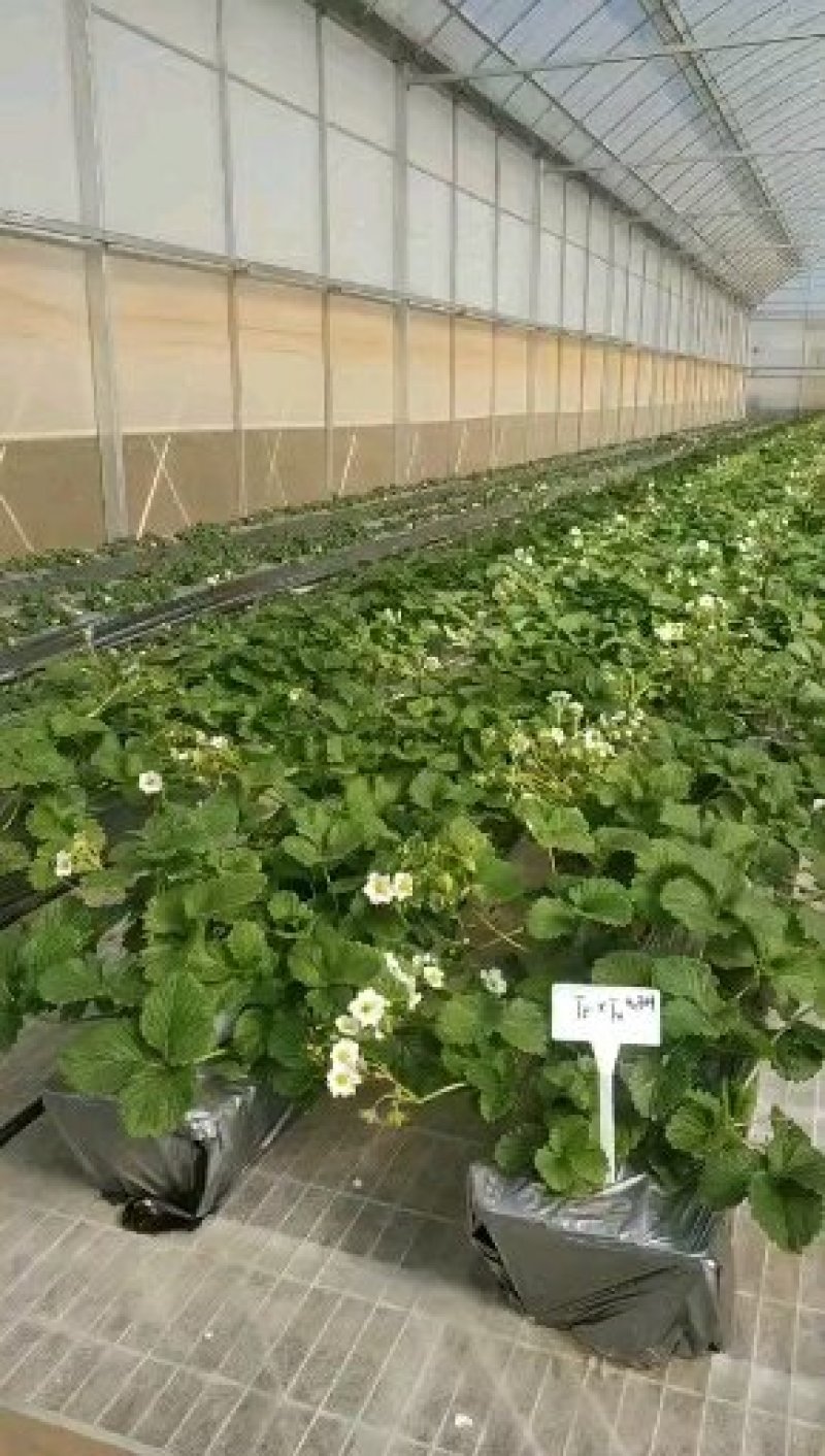 香野脱毒草莓苗脱毒种苗