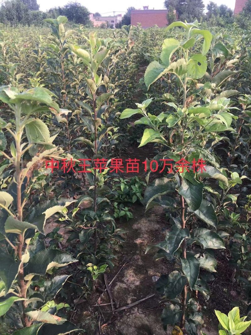 2年生维娜斯黄金苹果苗，黄色富士，甜脆。市场紧俏品种。