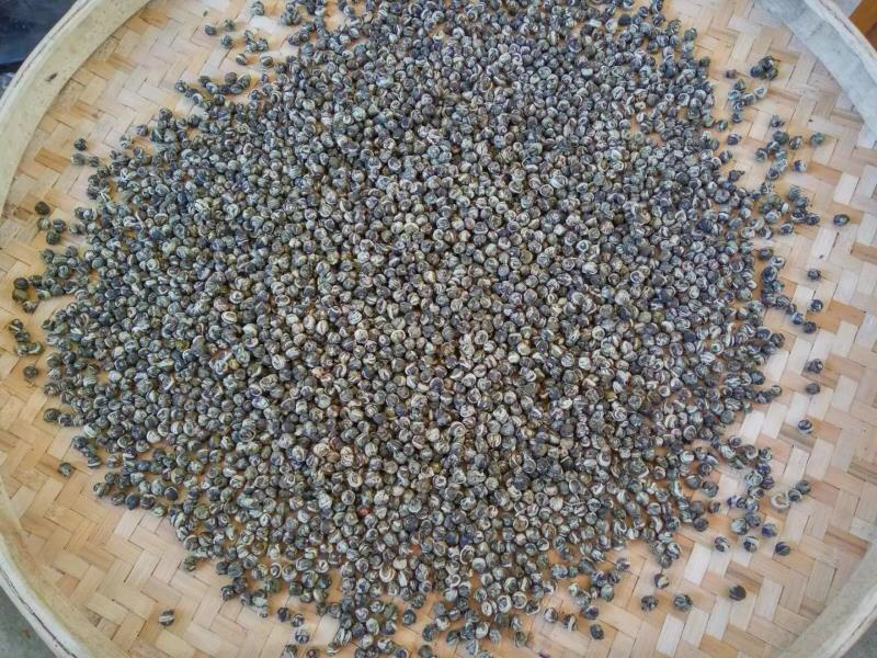 茉莉花茶茉莉花茶茉莉花龙珠广西横县茉莉花茶浓香型