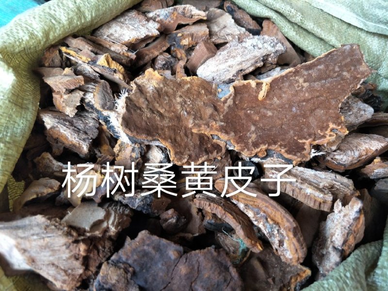 长白山野生杨树桑黄板皮（皮子）