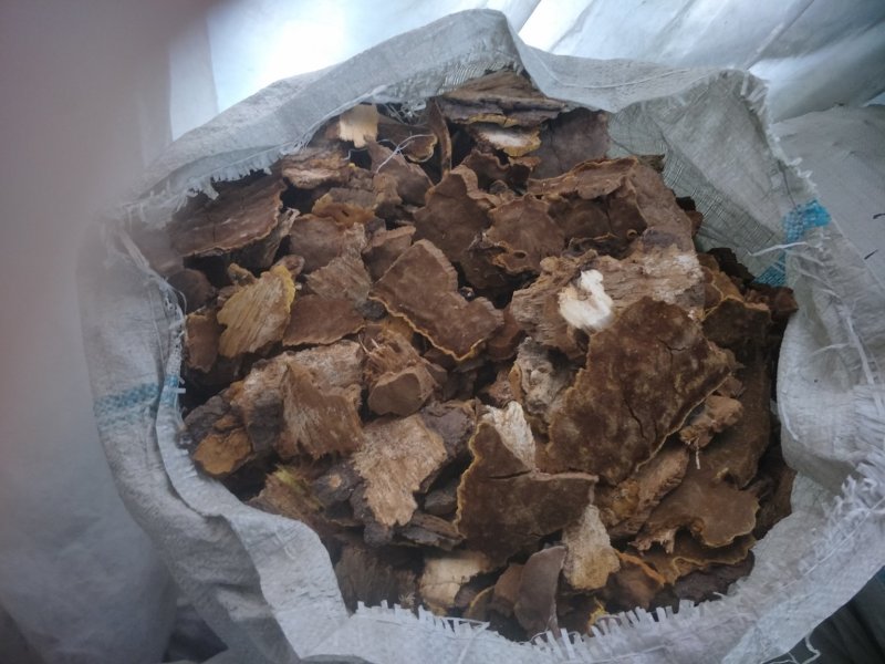 长白山野生杨树桑黄板皮（皮子）