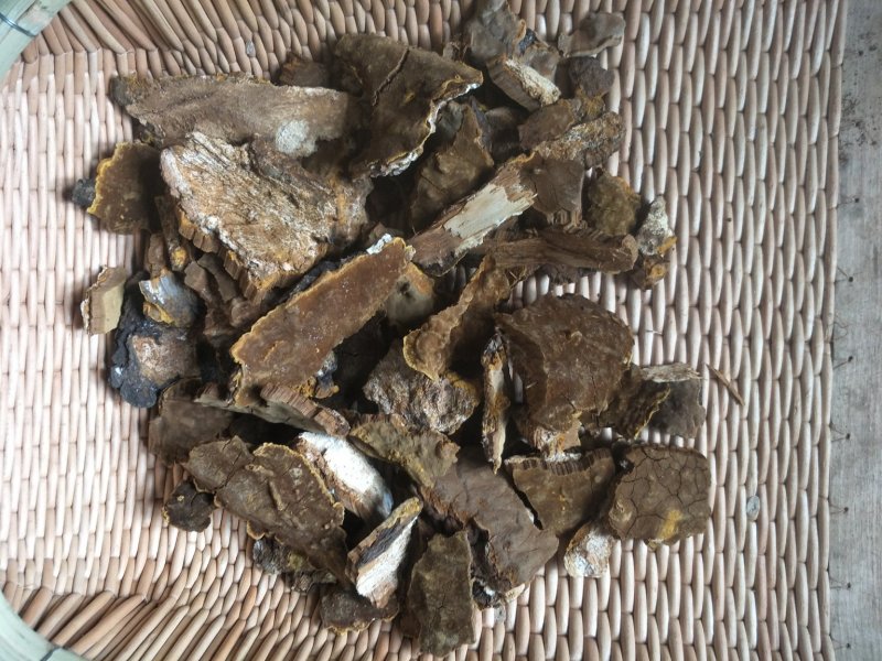 长白山野生杨树桑黄板皮（皮子）